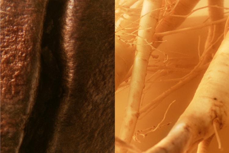 GinZing Caffeine from Coffee Beans