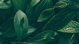 /media/export/cms/our_values/leafs-01-m.jpg